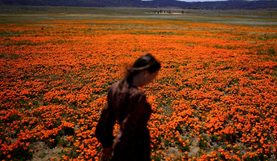 FILE - Elena Ivanov, visiting from San Jose, Calif., walks across a field covered with blooming poppies near the Antelope Valley California Poppy Reserve in Lancaster, Calif., March 30, 2022. (AP Photo/Jae C. Hong, File)