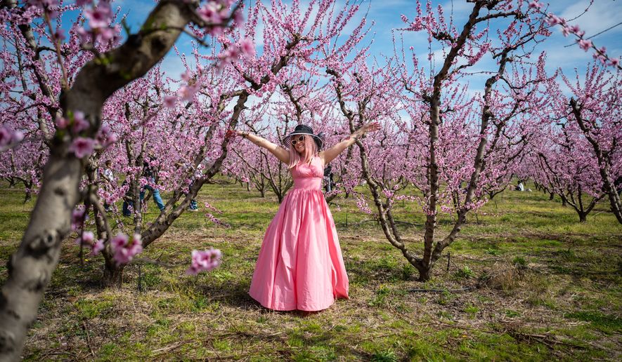 Mantalena Kalianou enjoys a walk among the blooming peach trees at an event to encourage the public to visit the blossoms near the city of Veria, northern Greece, on Sunday, March 22, 2026. (AP Photo/Giannis Papanikos)