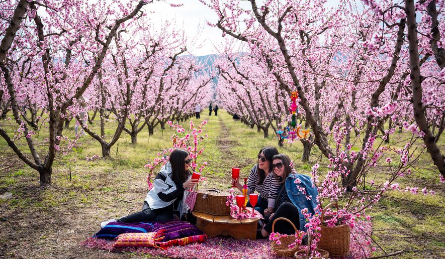 People enjoy a picnic among the blooming peach trees at an event to encourage the public to visit the blossoms near the city of Veria, northern Greece, on Sunday, March 22, 2026. (AP Photo/Giannis Papanikos)