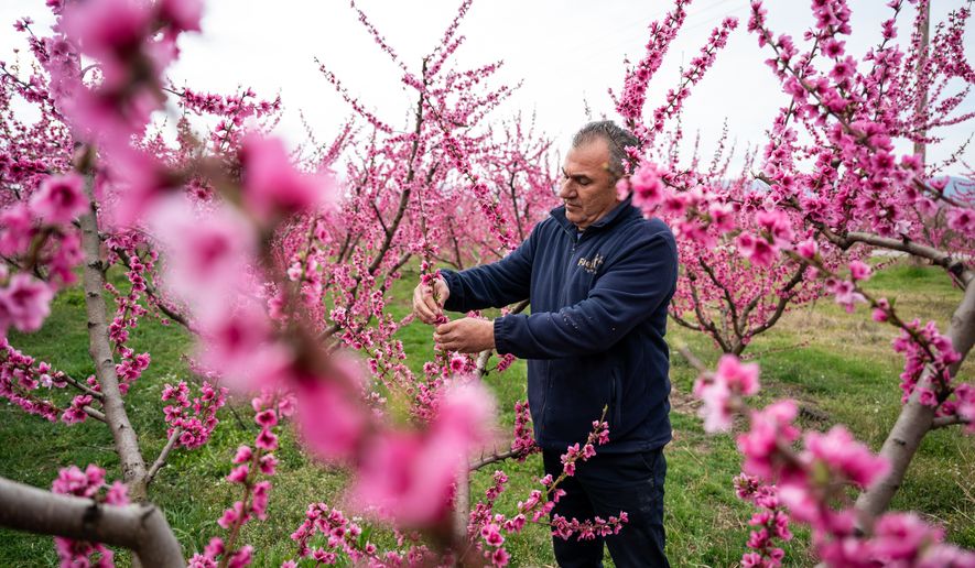 Anastasios Chalkidis, head of the Agricultural Association of Veria tends the blooming peach trees near the city of Veria, northern Greece, on Sunday, March 22, 2026. (AP Photo/Giannis Papanikos)