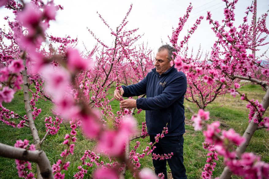 Anastasios Chalkidis, head of the Agricultural Association of Veria tends the blooming peach trees near the city of Veria, northern Greece, on Sunday, March 22, 2026. (AP Photo/Giannis Papanikos)