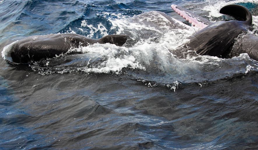This 2023 image provided by Project CETI shows a newborn sperm whale born off the coast of the Caribbean island of Dominica. (David Gruber/Project CETI via AP)