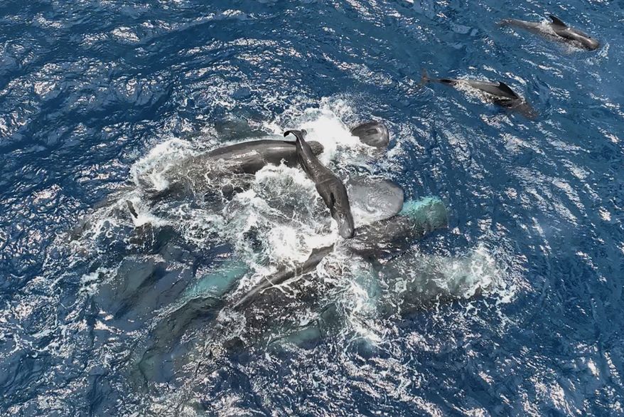 This 2023 photo provided by Project CETI shows female sperm whales holding a newborn calf above the water until it can swim on its own. (Project CETI via AP)