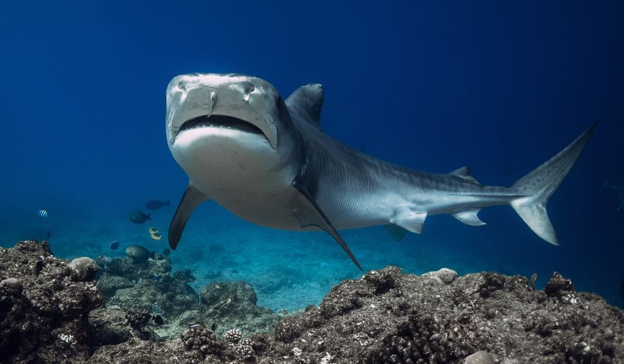 A tiger shark swims underwater in a blue ocean. File photo credit: Wonderful Nature via Shutterstock.