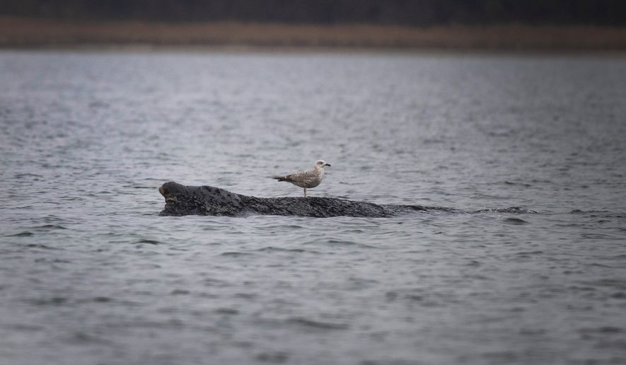 A whale lies on a sandbank in the Bay of Wismar, Germany, Saturday, March 28, 2026. (Philip Dulian/dpa via AP)
