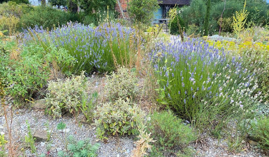 This image provided by the Pennsylvania Horticultural Society shows a gravel garden planted at the Delos Garden at Sissinghurst Castle in Cranbrook, Kent, England on July 6, 2025. (Andrew Bunting/Pennsylvania Horticultural Society via AP)