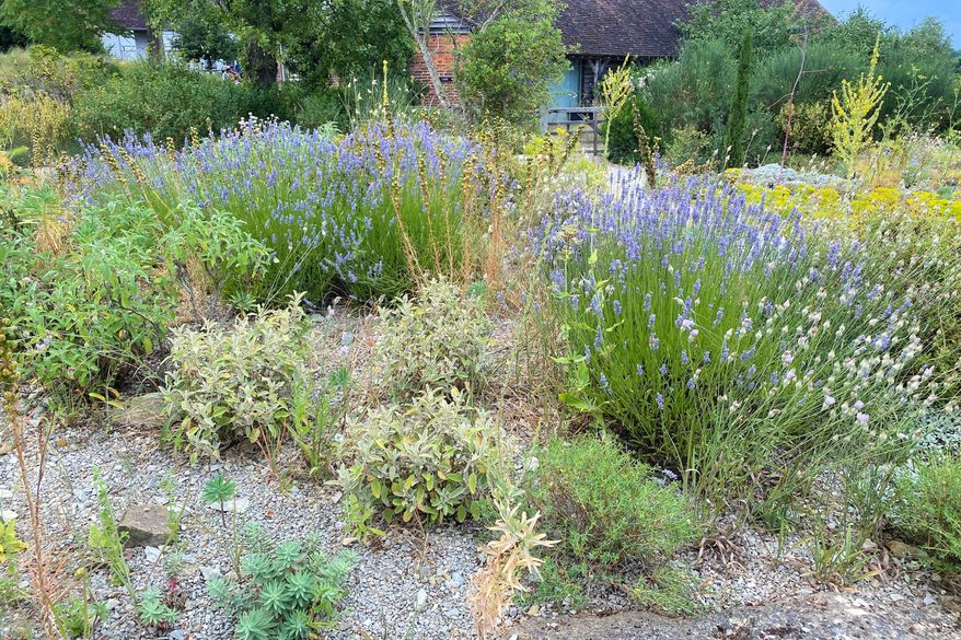 This image provided by the Pennsylvania Horticultural Society shows a gravel garden planted at the Delos Garden at Sissinghurst Castle in Cranbrook, Kent, England on July 6, 2025. (Andrew Bunting/Pennsylvania Horticultural Society via AP)