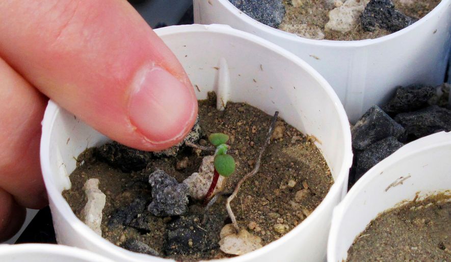 FILE - A tiny Tiehm's buckwheat sprouts on Feb. 10, 2020, at a University of Nevada campus greenhouse, in Reno, Nev. (AP Photo/Scott Sonner, File)