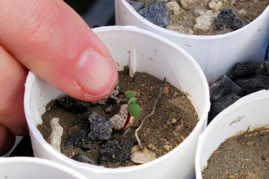 FILE - A tiny Tiehm's buckwheat sprouts on Feb. 10, 2020, at a University of Nevada campus greenhouse, in Reno, Nev. (AP Photo/Scott Sonner, File)
