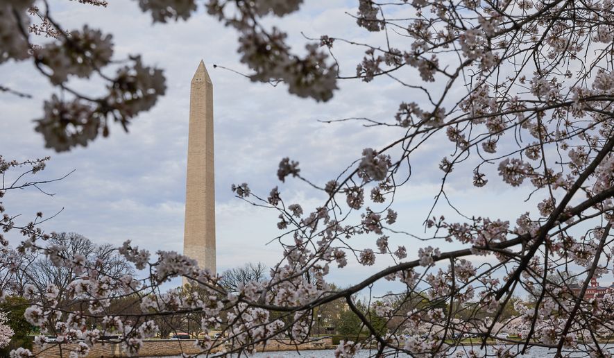Cherry blossoms are seen near peak bloom in front of the Washington Monument along the Tidal Basin, Wednesday, March 25, 2026, in Washington. (AP Photo/Sydney Schaefer)