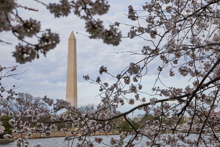 Cherry blossoms are seen near peak bloom in front of the Washington Monument along the Tidal Basin, Wednesday, March 25, 2026, in Washington. (AP Photo/Sydney Schaefer)