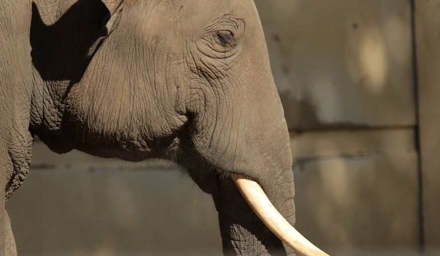Close-up of an Asian elephant living in a zoo. File photo credit: Estelle K via Shutterstock.