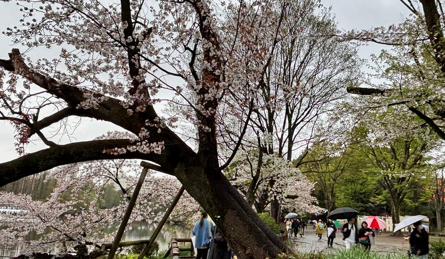 An aging cherry blossom tree is seen at the Inokashira Park, one of Tokyo’s most popular viewing spots, Saturday, April 4, 2026. (AP Photo/Mari Yamaguchi)