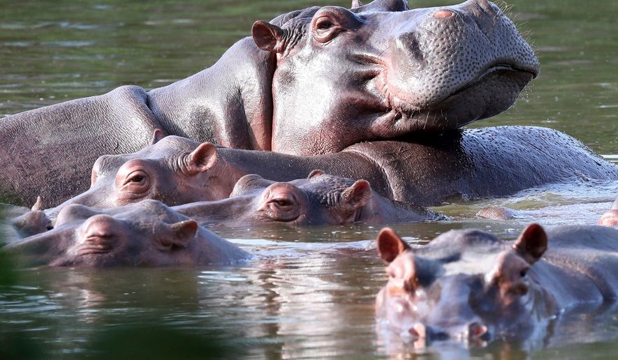FILE - Hippos float in the lagoon at Hacienda Napoles Park, once the private estate of drug kingpin Pablo Escobar who imported three female hippos and one male decades ago in Puerto Triunfo, Colombia, Thursday, Feb. 4, 2021. (AP Photo/Fernando Vergara, File)