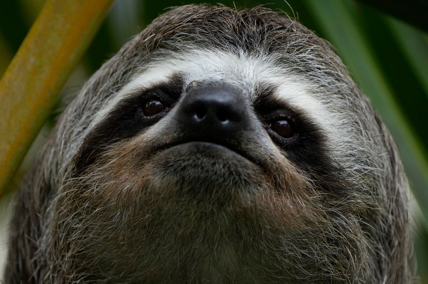 A sloth is photographed on the outskirts of Caracas, Venezuela, Saturday, March 12, 2022. (AP Photo/Ariana Cubillos, File)