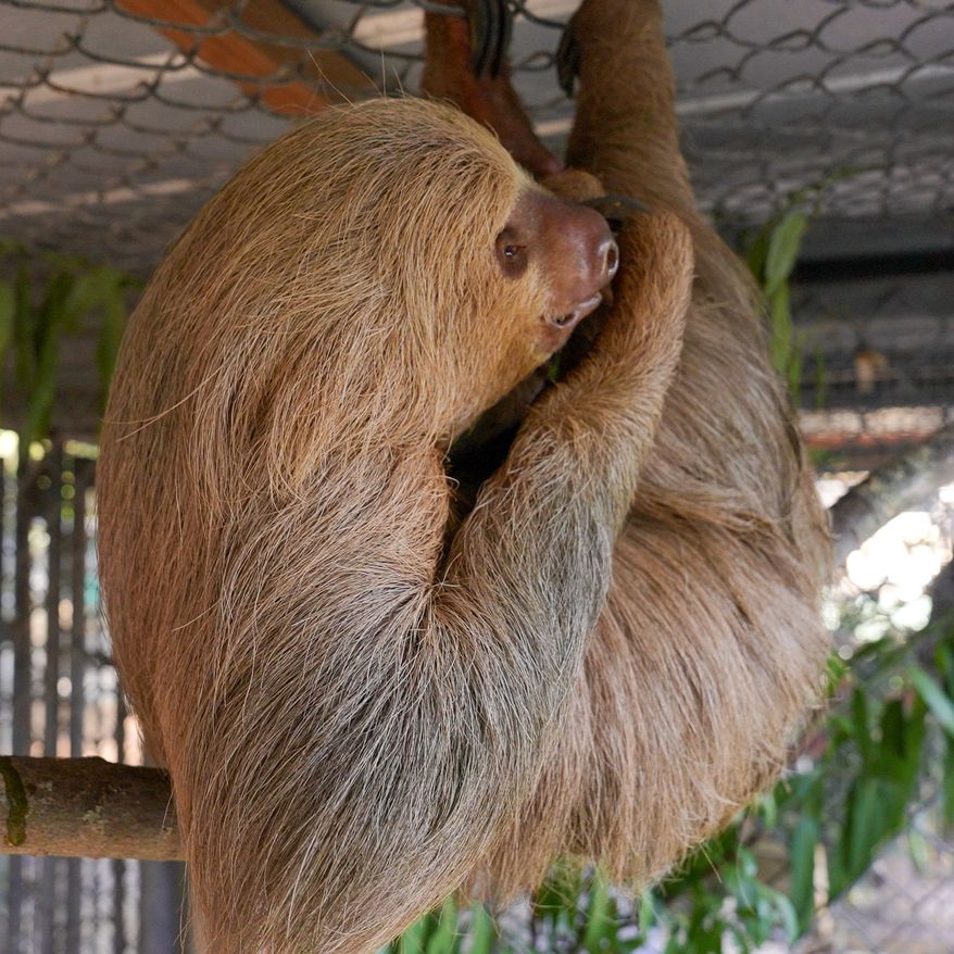 This undated image provided by the Central Florida Zoo shows Habanero hanging from fencing at the Central Florida Zoo in Sanford, Fla. (Central Florida Zoo via AP)