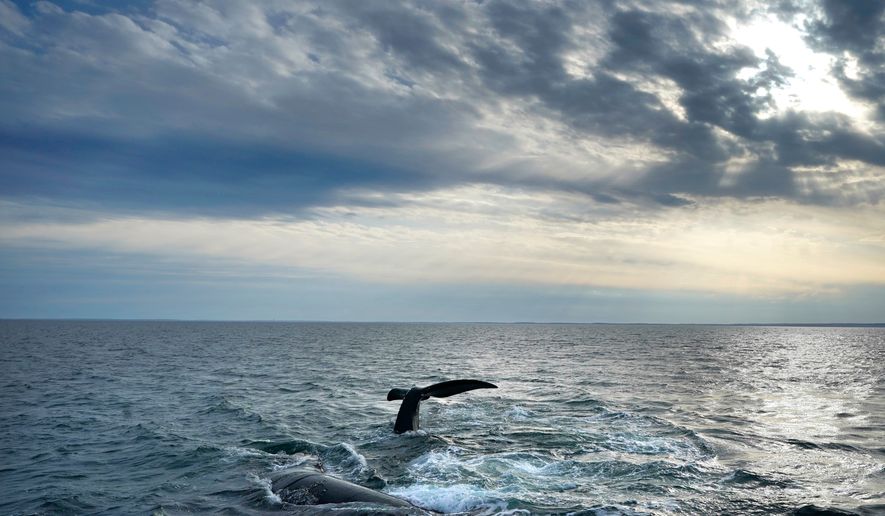 FILE - A pair of North Atlantic right whales interact at the surface of Cape Cod Bay, March 27, 2023, in Massachusetts. (AP Photo/Robert F. Bukaty, NOAA permit # 21371)