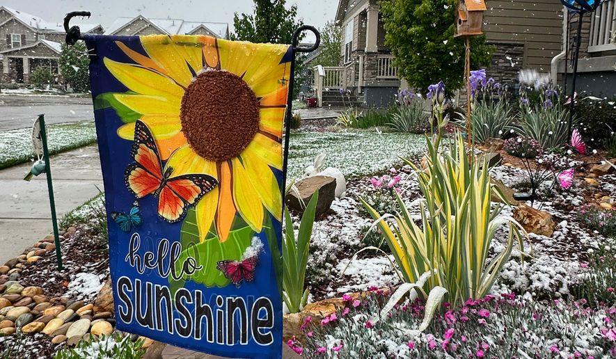 Wet snow falls on flowers Tuesday, May 5, 2026, in Fort Collins, Colo. (AP Photo/Mead Gruver)