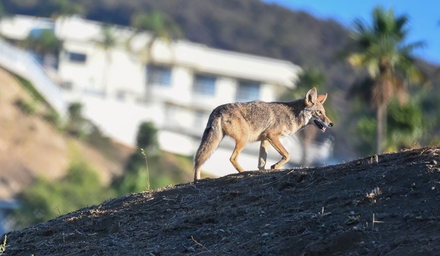 A well-fed urban coyote looking for food in the foothills of Los Angeles. File photo credit: clayton harrison via Shutterstock.