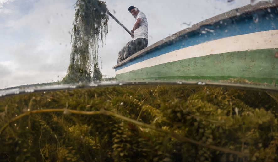 A fisherman tries to remove some of an invasive plant called a Hydrilla verticillata Thursday, April 30, 2026, in Buenavista, Colombia. (AP Photo/Ivan Valencia)
