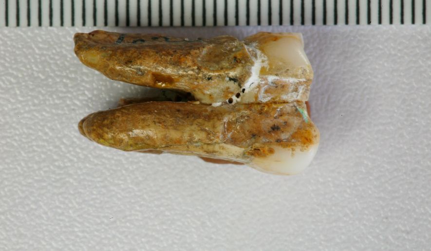 This undated image provided by the Institute of Vertebrate Paleontology and Paleoanthropology, Chinese Academy of Sciences shows an ancient tooth found at the Zhoukoudian archaeological site in eastern China. (Kai Zhou/Institute of Vertebrate Paleontology and Paleoanthropology, Chinese Academy of Sciences via AP)