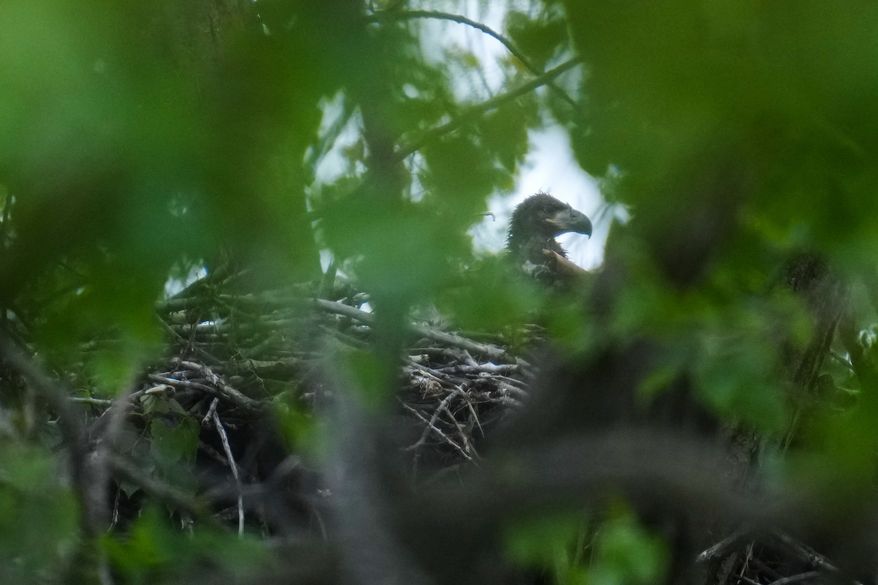 A bald eaglet raises its head from a nest in Park No. 597 on the south side of Chicago, Tuesday, May 12, 2026. (AP Photo/Erin Hooley)