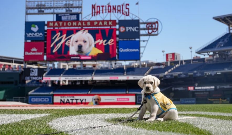 Natty, the Washington Nationals team dog who will be debuting on May 15, 2026. Credit: Washington Nationals/MLB