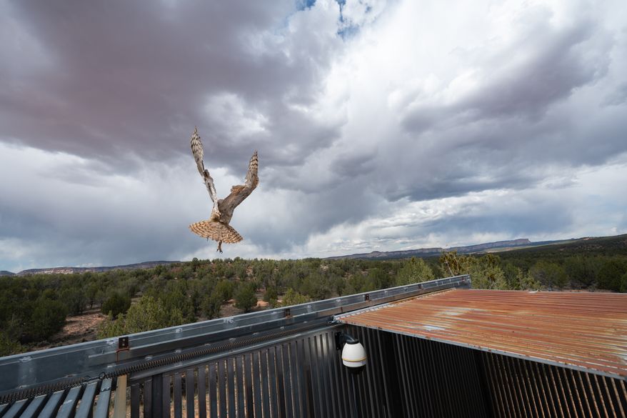 In this photo provided by the Best Friends Animal Society, a great horned owl flies to freedom after surgery at Best Friends Animal Sanctuary in Kanab, Utah, May 1, 2026. (Molly Wald/Best Friends Animal Society via AP)