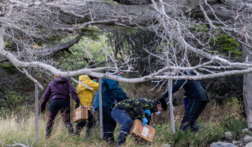 Argentine scientists collect traps placed at different points across Ushuaia, Argentina, Tuesday, May 19, 2026, as part of an investigation for the source of the hantavirus outbreak on the MV Hondius cruise ship. (AP Photo/Lujan Agusti)
