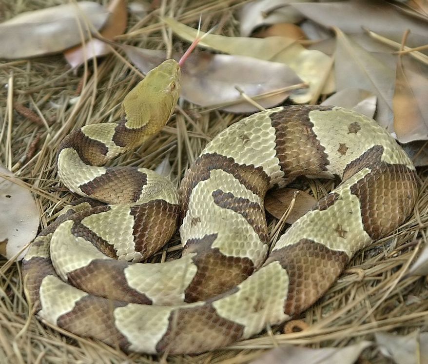 A copperhead is shown in the snake pit of the University of Georgia's Savannah River Ecology lab, June 25, 2003, in New Ellenton, S.C. Researcher Xavier Glaudas is using the lab that includes about 40 snakes, mostly copperheads, to study the aggressiveness of copperheads. And what he's finding is similar to what other studies of snakes have shown, the creatures are not very aggressive and would rather slither away than confront humans. (AP Photo/Lou Krasky)