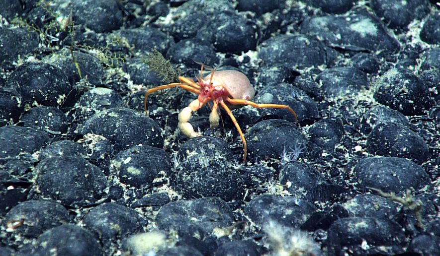 In this photo provided by NOAA, a Parapagurus sp. crab with a coral on its back walks across a field of ferromanganese nodules on the seafloor of Gosnold Seamount, explored during Dive 16 of the 2021 North Atlantic Stepping Stones expedition. (NOAA via AP)