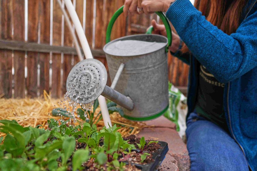 FILE - A woman waters beet seedlings in Denver on April 9, 2026. (AP Photo/Brittany Peterson, File)