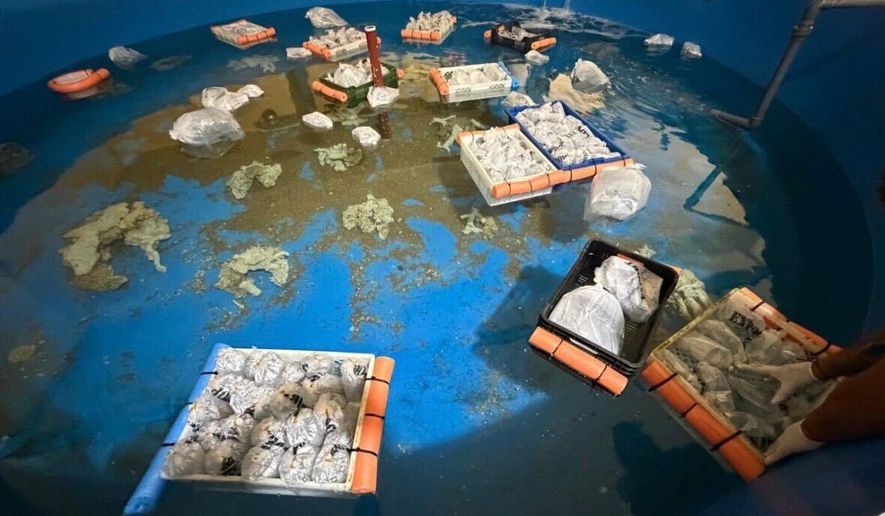 Marine animals are seen at Fundacion Temaiken after Argentine authorities seized more than 700 trafficked species from Kenya during a major wildlife-trafficking bust at Buenos Aires' Ezeiza International Airport in Escobar, Bueno Aires, Argentina, Thursday, May 14, 2026. (Fundacion Temaiken via AP)