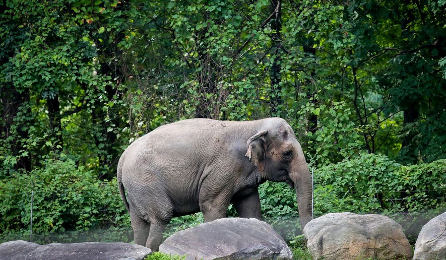 FILE - Bronx Zoo elephant "Happy" strolls inside the zoo's Asia Habitat in New York, Oct. 2, 2018. (AP Photo/Bebeto Matthews, File)