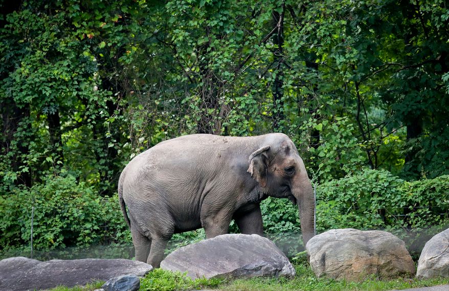 FILE - Bronx Zoo elephant "Happy" strolls inside the zoo's Asia Habitat in New York, Oct. 2, 2018. (AP Photo/Bebeto Matthews, File)