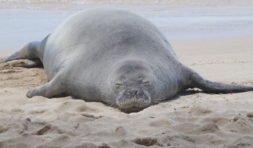 This 2022 photo provided by the National Oceanic and Atmospheric Administration shows a Hawaiian monk seal known as "R404" resting on a beach in Hawaii. (NOAA Fisheries via AP)