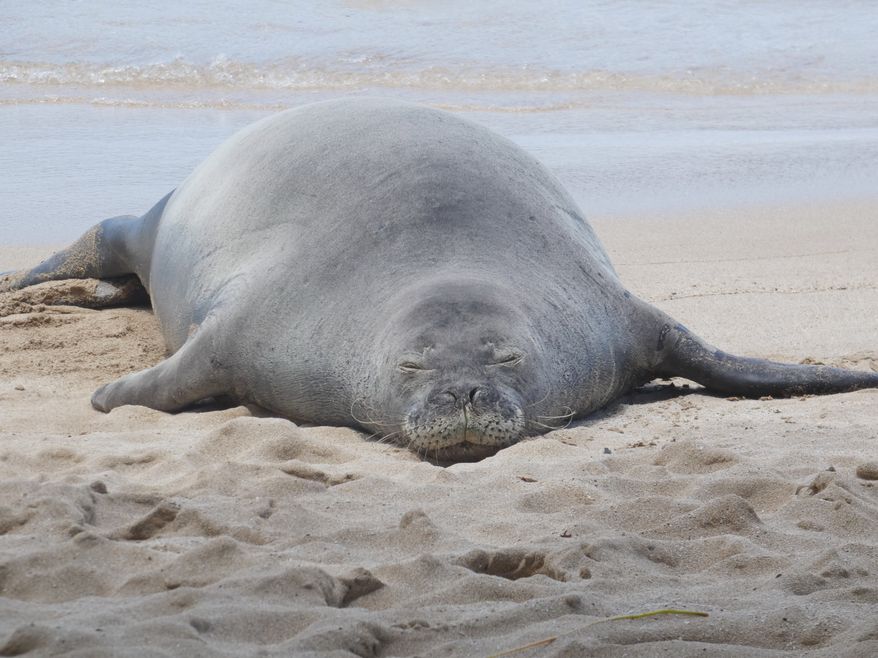 This 2022 photo provided by the National Oceanic and Atmospheric Administration shows a Hawaiian monk seal known as "R404" resting on a beach in Hawaii. (NOAA Fisheries via AP)