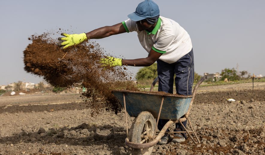 Farah Jammeh throws organic compost on the fields at the cooperative in Rufisque, Senegal, Tuesday, May 12, 2026. (AP Photo/Caitlin Kelly)