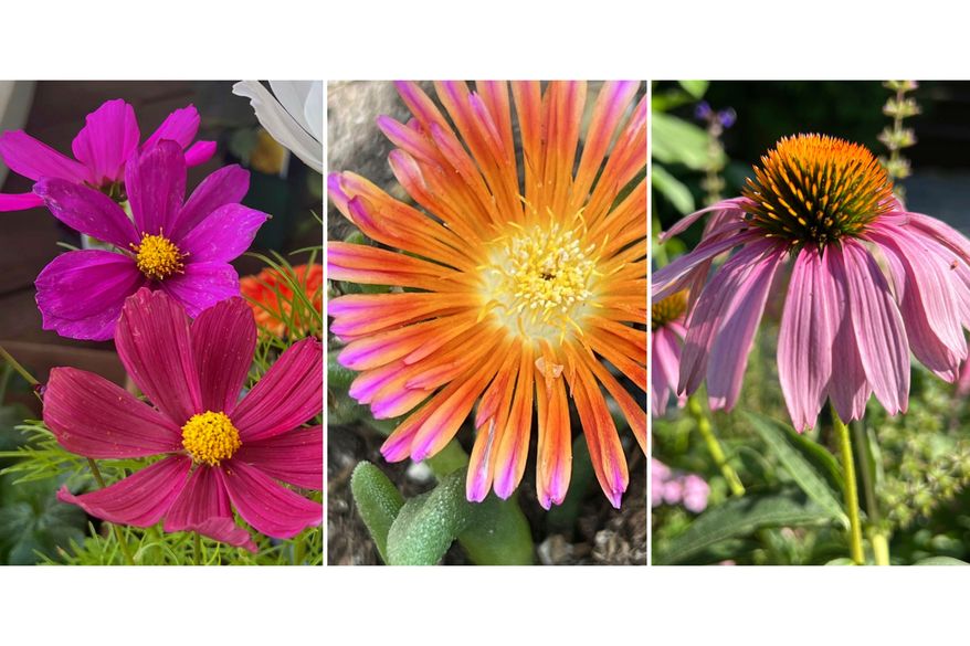 This combination of images show heat tolerant flowers, from left, cosmos, delosperma, and coneflower. (Jessica Damiano via AP)