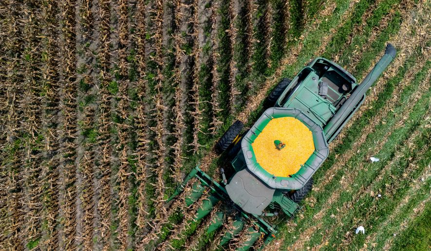A farmer harvests seed corn on July 29, 2025, near Albany, Ga. (AP Photo/Mike Stewart, File)