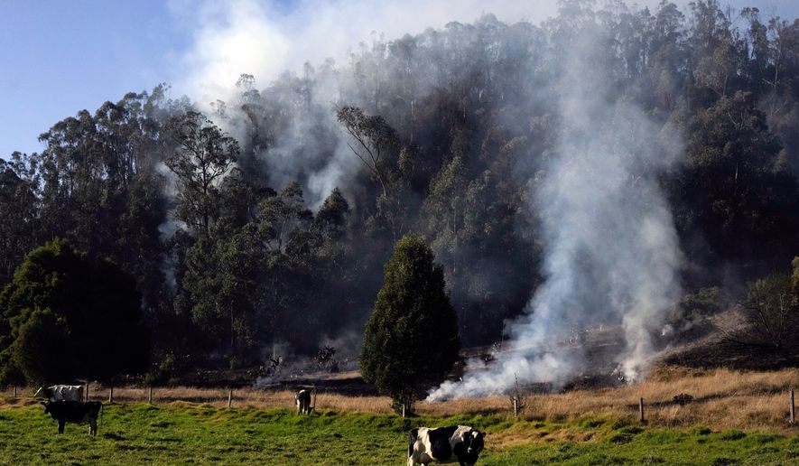 FILE - Cows graze as a wildfire burns in Soacha, near Bogota, Colombia, Aug. 14, 2023. (AP Photo/Fernando Vergara, File)