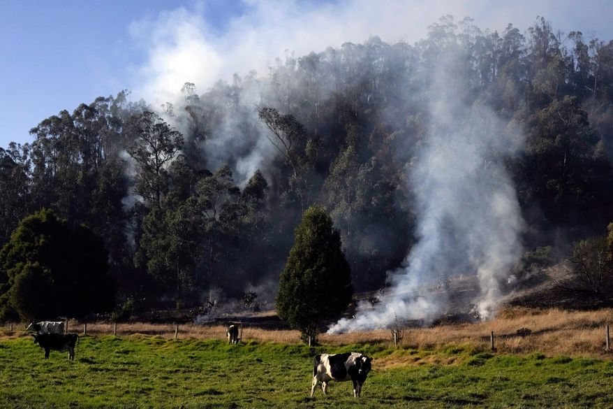 FILE - Cows graze as a wildfire burns in Soacha, near Bogota, Colombia, Aug. 14, 2023. (AP Photo/Fernando Vergara, File)