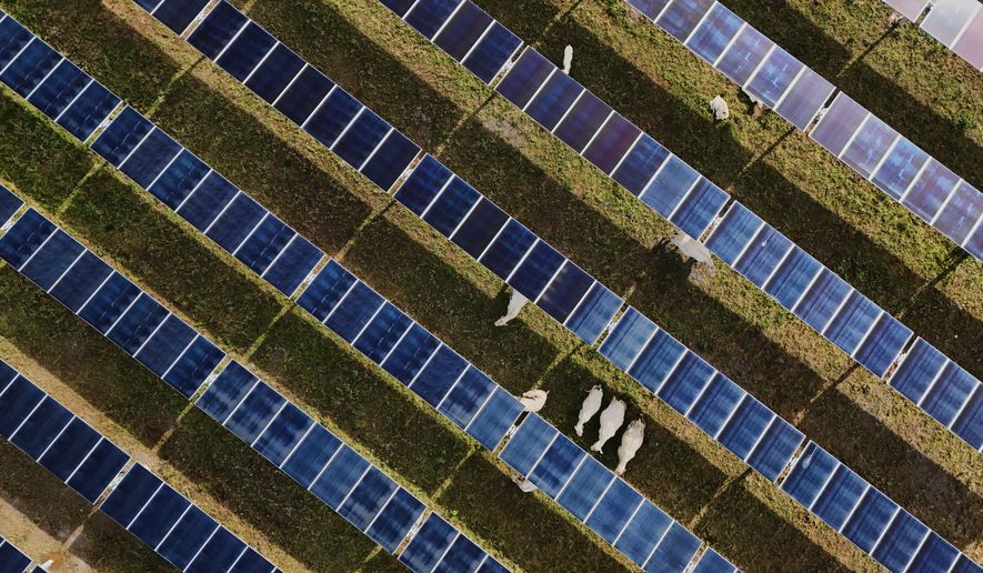 Cattle graze under solar panels Tuesday, April 28, 2026, at a farm in Christiana, Tenn. (AP Photo/Joshua A. Bickel)