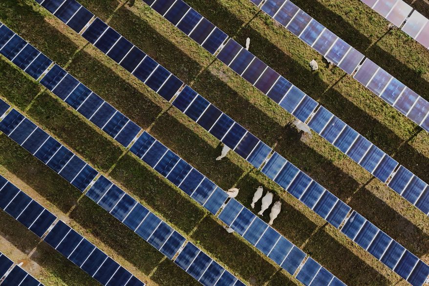 Cattle graze under solar panels Tuesday, April 28, 2026, at a farm in Christiana, Tenn. (AP Photo/Joshua A. Bickel)