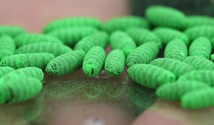 Dyed fly pupae are seen as a sterile fly dispersal station is placed by the U.S. Department of Agriculture to combat the spread of the New World screwworm fly on grounds of a ranch near La Pryor, Texas, Thursday, June 11, 2026. (AP Photo/Eric Gay)