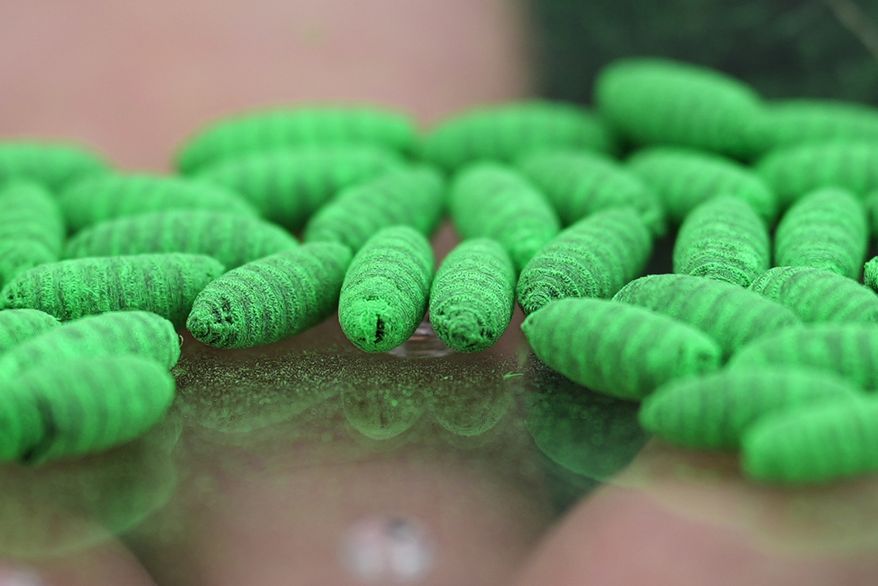 Dyed fly pupae are seen as a sterile fly dispersal station is placed by the U.S. Department of Agriculture to combat the spread of the New World screwworm fly on grounds of a ranch near La Pryor, Texas, Thursday, June 11, 2026. (AP Photo/Eric Gay)