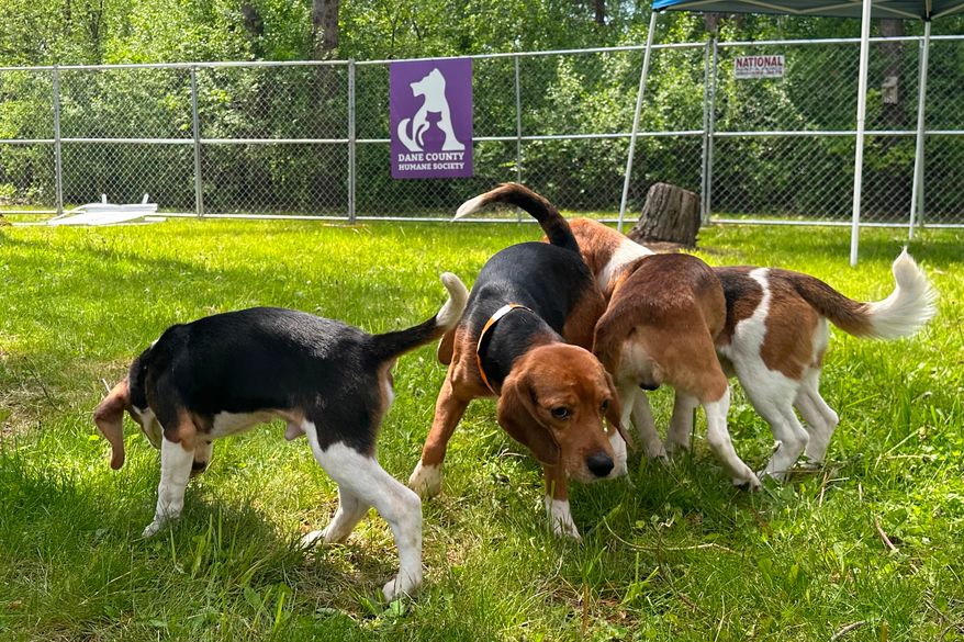 Beagles that were purchased from a Dane County animal research facility play outside May 12, 2026, in Madison, Wis. (AP Photo/Scott Bauer, File)