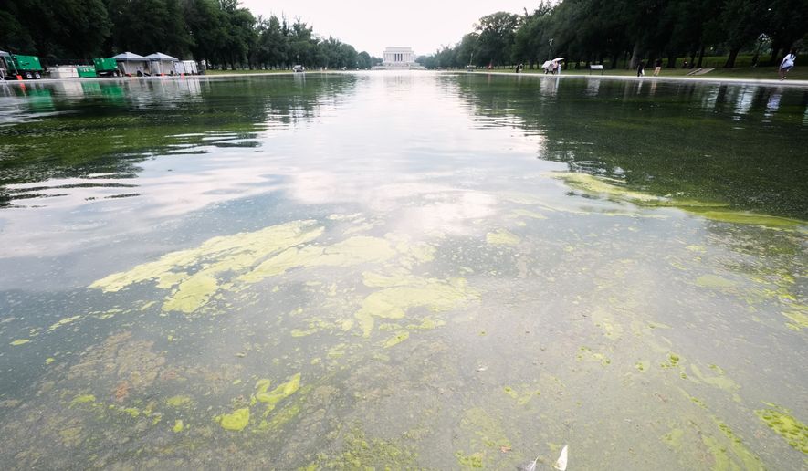 Green algae floats on the Reflecting Pool between the Lincoln Memorial, center, and the National WWII Memorial, not pictured, Sunday, June 14, 2026, in Washington. (AP Photo/Manuel Balce Ceneta)
