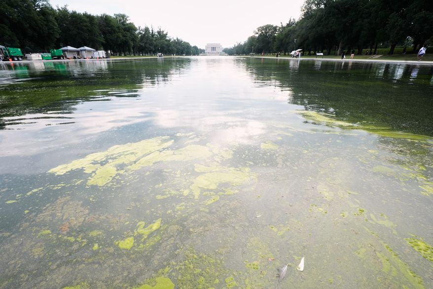 Green algae floats on the Reflecting Pool between the Lincoln Memorial, center, and the National WWII Memorial, not pictured, Sunday, June 14, 2026, in Washington. (AP Photo/Manuel Balce Ceneta)