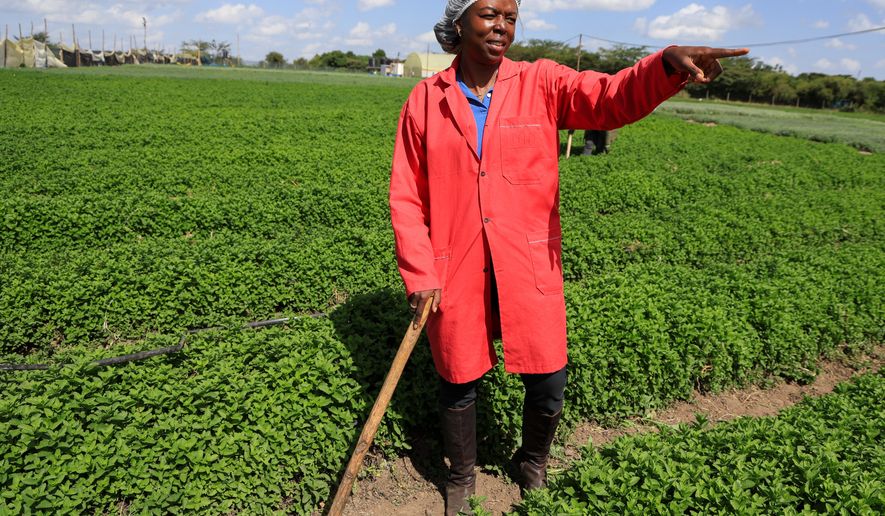 Citadel Agri Merchants Managing Director Yvonne Anyonyi Mumiah gestures during an interview with The Associated Press in Kitengela, Kajiado County, Kenya, on May 22, 2026. (AP Photo/Andrew Kasuku)